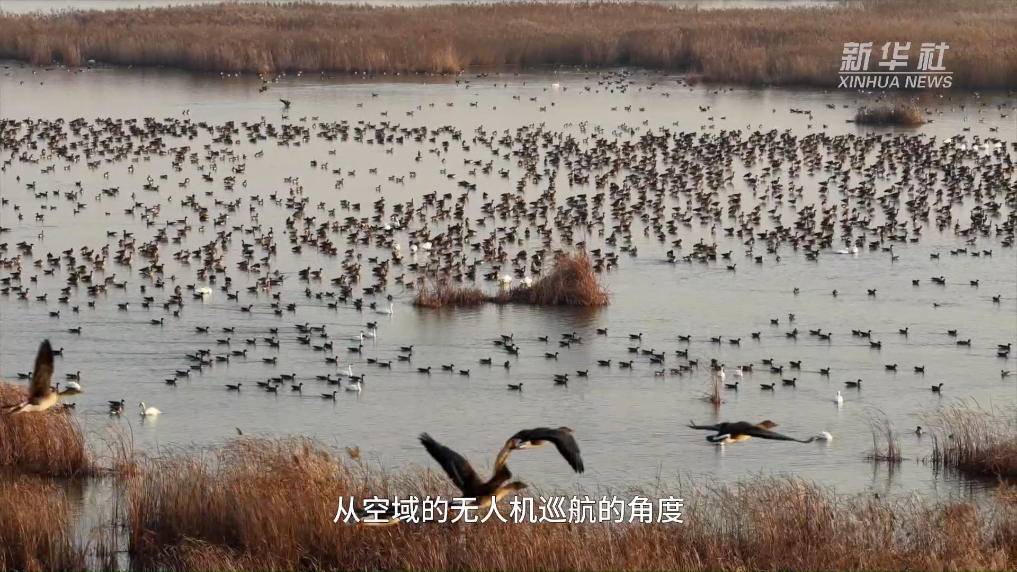 世界水日·黄河首尾对话｜黄河入海口：候鸟的选择