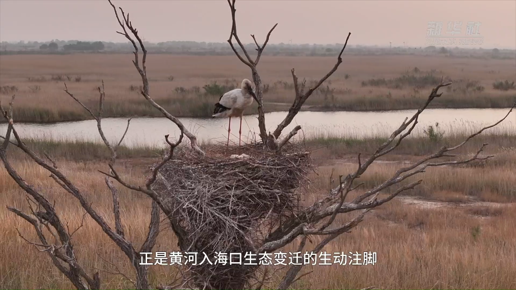 世界水日·黄河首尾对话｜黄河入海口：候鸟的选择