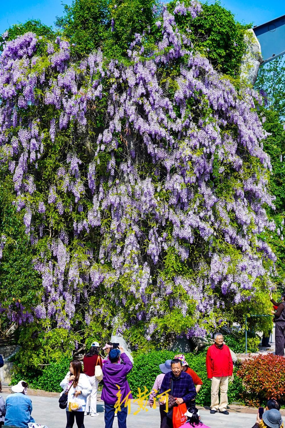 泉城解锁“紫色浪漫” 花海如瀑醉游人