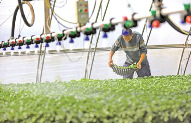 济南抢抓春日农时 乡间沃野春耕忙