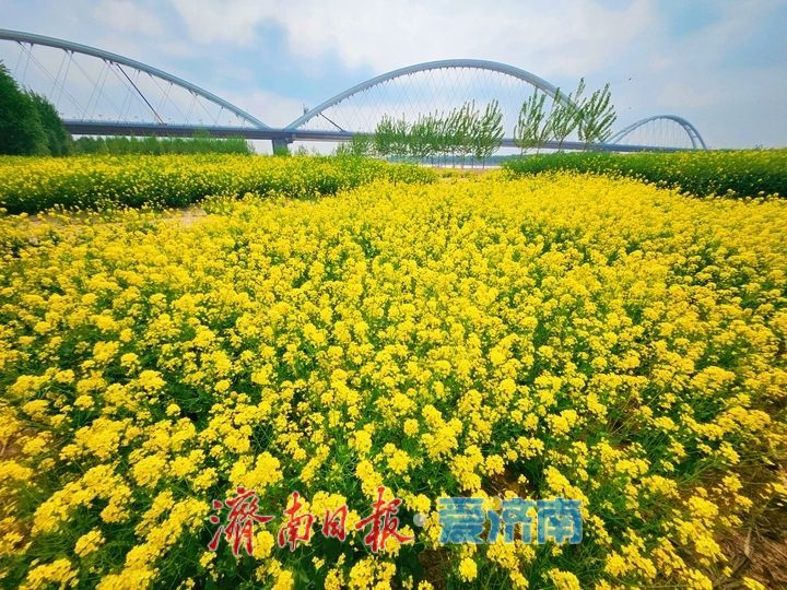 黄河岸边油菜花开生态画卷醉游人