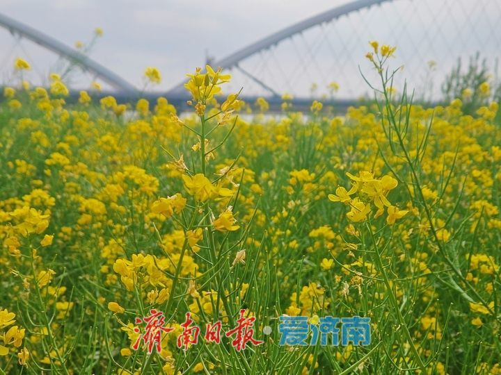 黄河岸边油菜花开生态画卷醉游人