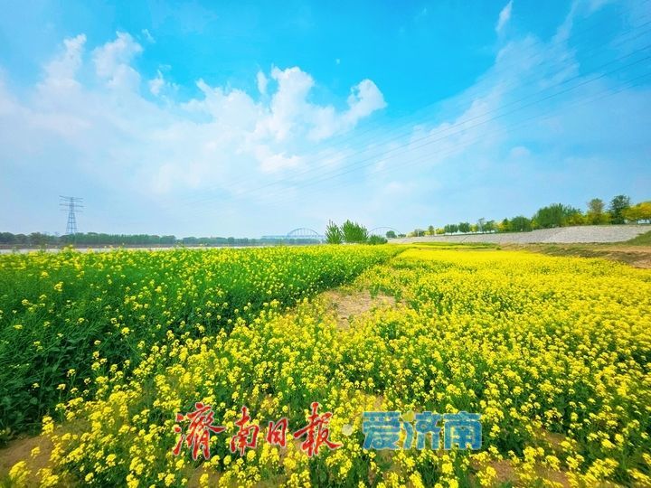 黄河岸边油菜花开生态画卷醉游人