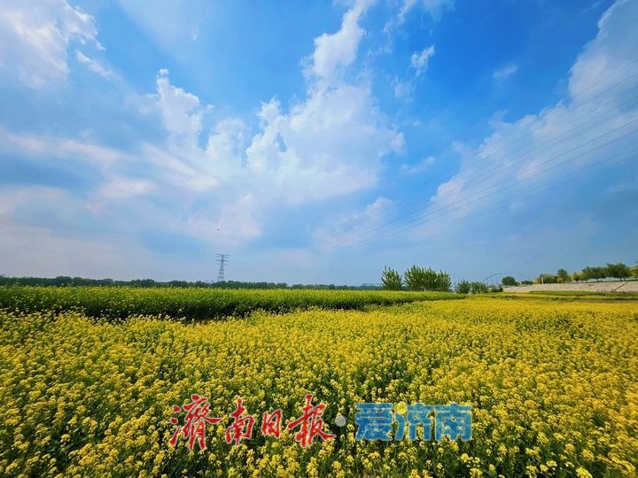 黄河岸边油菜花开生态画卷醉游人