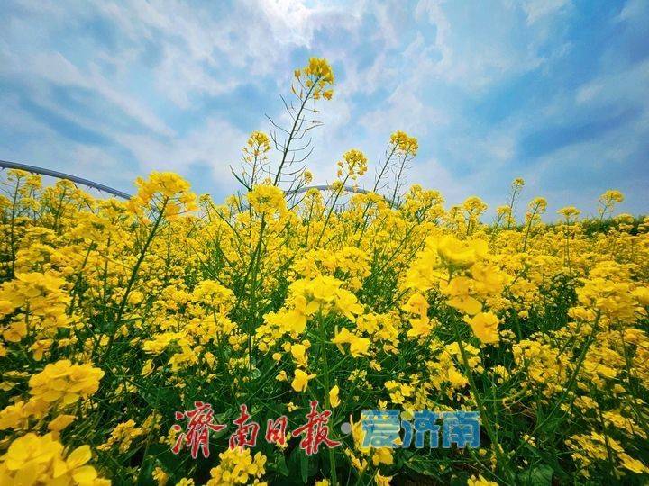 黄河岸边油菜花开生态画卷醉游人
