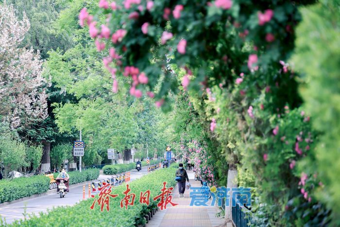 一年四季 泉在济南丨蔷薇花开满街巷 暮春美景醉人心