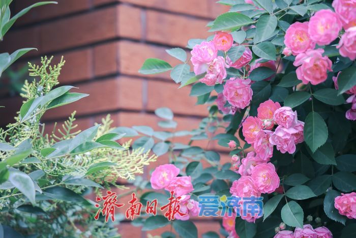 一年四季 泉在济南丨蔷薇花开满街巷 暮春美景醉人心