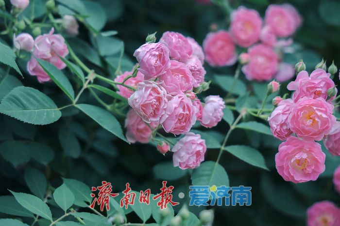 一年四季 泉在济南丨蔷薇花开满街巷 暮春美景醉人心