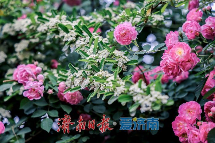 一年四季 泉在济南丨蔷薇花开满街巷 暮春美景醉人心