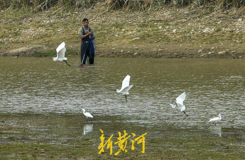 济南玉符河成“鹭鸟乐园”，约50只白鹭翩跹起舞