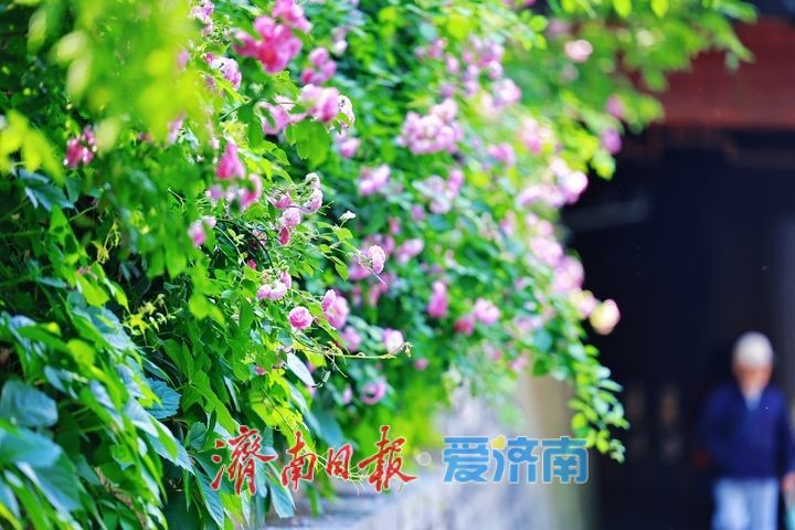一年四季 泉在济南丨繁花映碧水 美景入画来