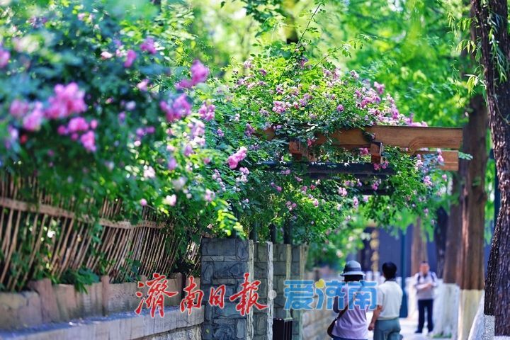一年四季 泉在济南丨繁花映碧水 美景入画来