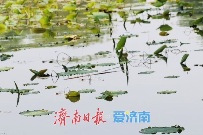 一年四季 泉在济南丨初夏大明湖风光旖旎 新荷初绽尽显湖城诗意