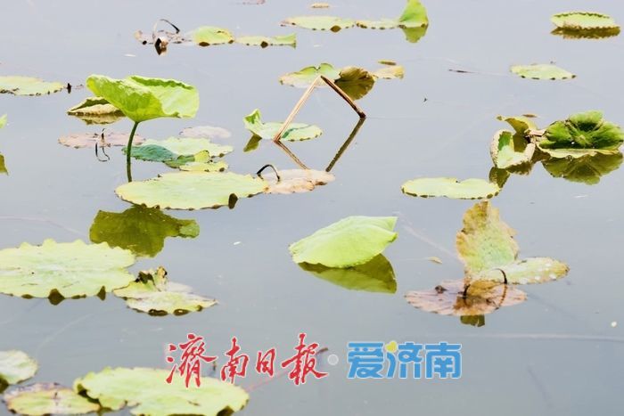 一年四季 泉在济南丨初夏大明湖风光旖旎 新荷初绽尽显湖城诗意