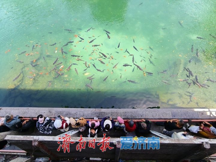 初夏五龙潭风光旖旎 游鱼戏水引客流连