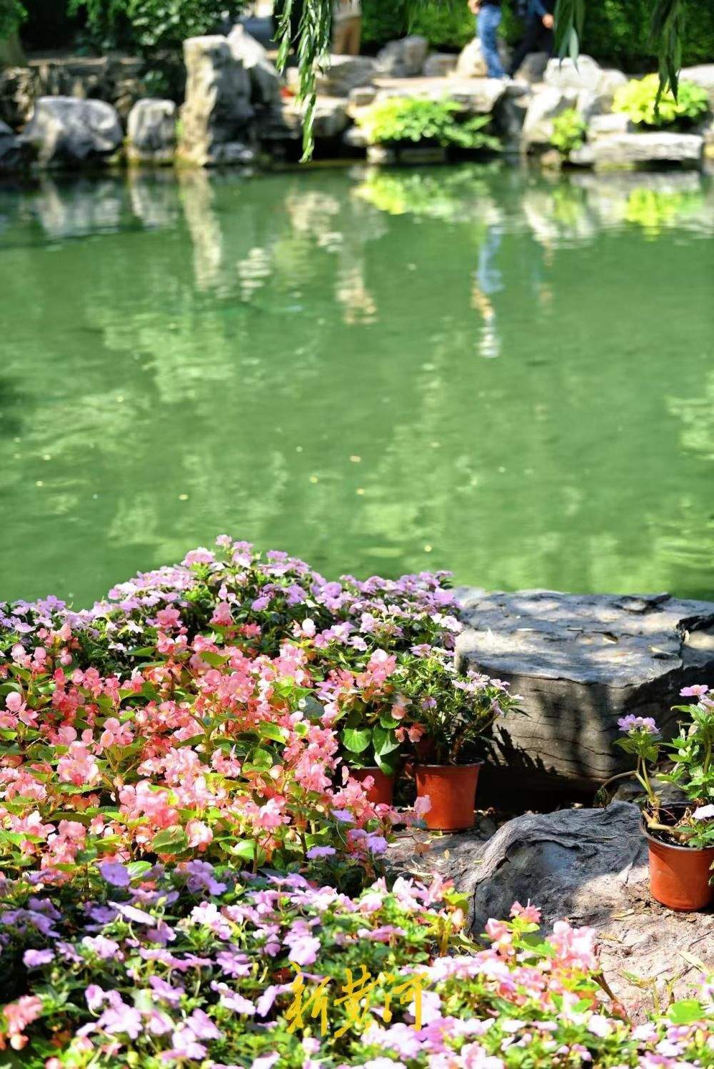 鲜花映清泉，无忧泉尽显泉城初夏风情