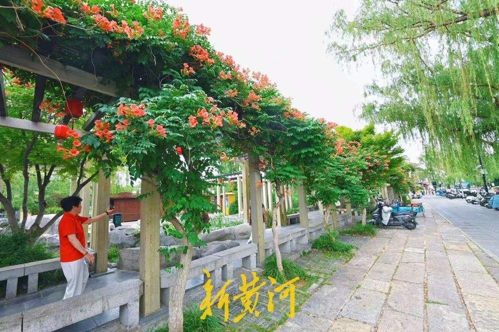 繁花满架映古巷 济南百花洲凌霄花热烈盛放