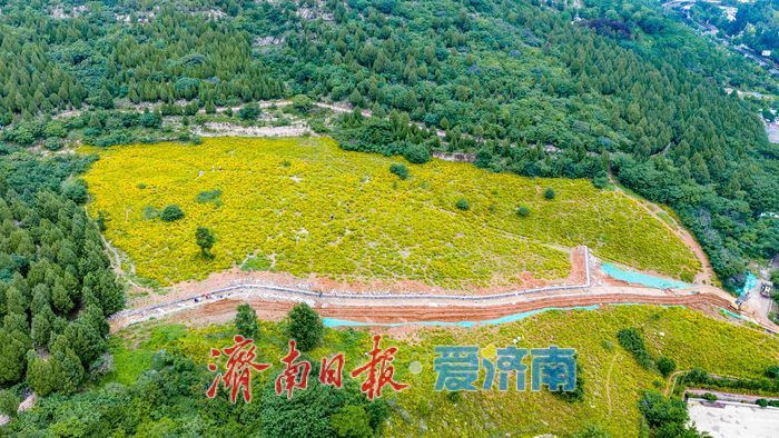 雨歇天晴鎏金漫坡！济南蚰蜒山金鸡菊花海进入最佳观赏期