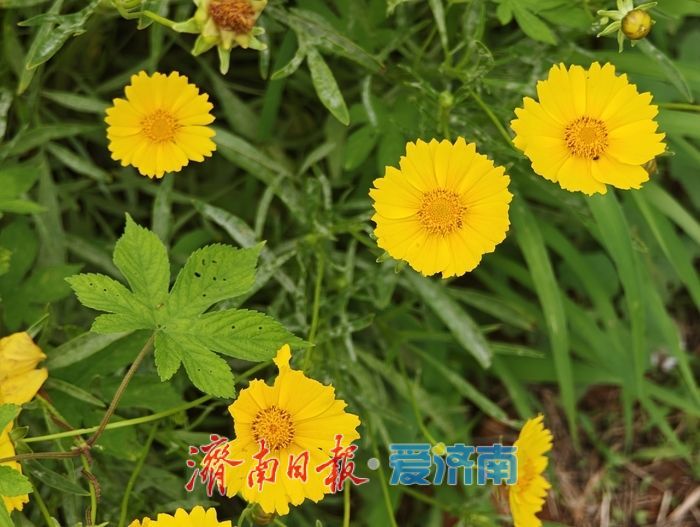 雨歇天晴鎏金漫坡！济南蚰蜒山金鸡菊花海进入最佳观赏期