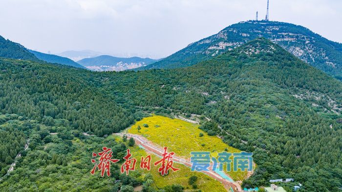 雨歇天晴鎏金漫坡！济南蚰蜒山金鸡菊花海进入最佳观赏期
