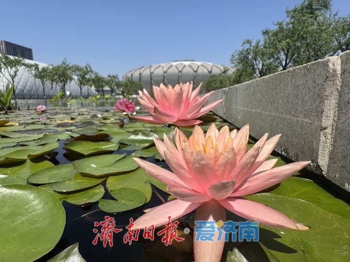 一年四季 泉在济南丨睡莲绽芳华 奥体初夏添诗意