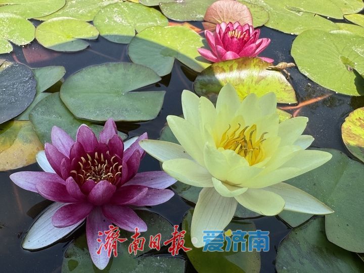 一年四季 泉在济南丨睡莲绽芳华 奥体初夏添诗意