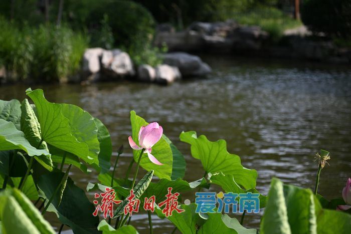 夏日限定美景上线 泉城公园荷塘绿意飘香