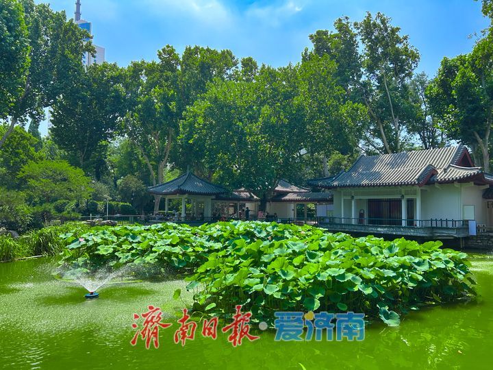 绿荫送清风 济南中山公园解锁夏日避暑好去处