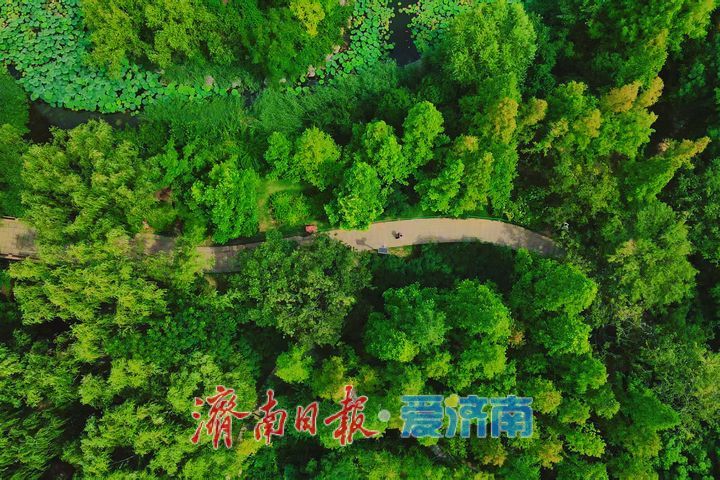夏染林海风光好 一园青翠醉游人