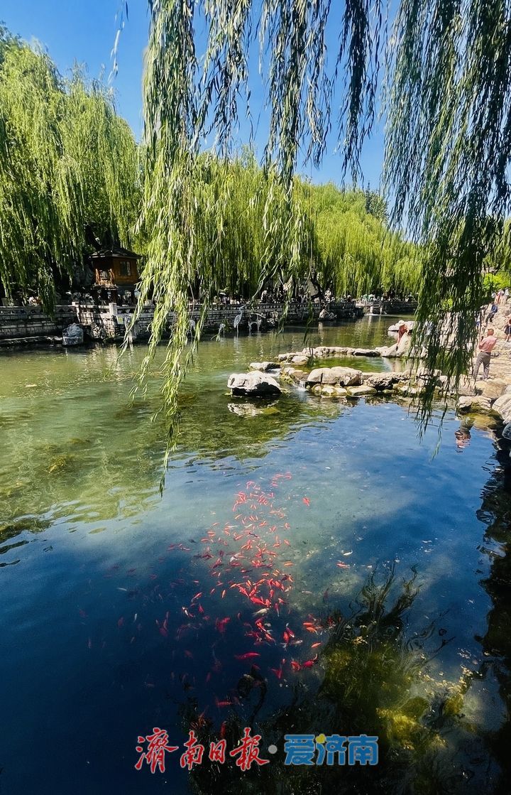 一年四季 泉在济南丨暑期亲泉纳凉 黑虎泉畔人气旺