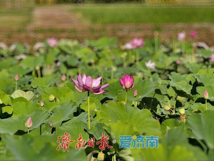 一年四季 泉在济南|泉水浸润,灰泉荷塘绘就盛夏画卷