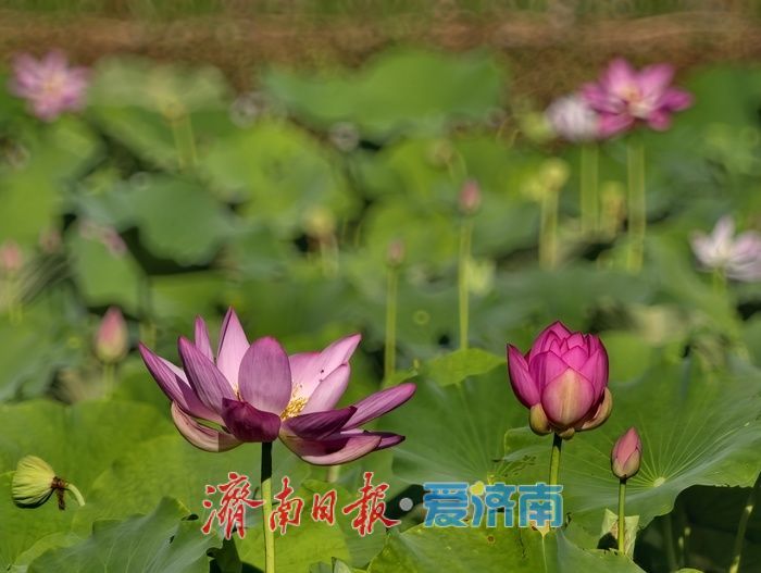 一年四季 泉在济南|泉水浸润,灰泉荷塘绘就盛夏画卷