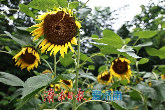 篱落疏疏金盘逐日！千佛山500平向日葵灿烂绽放
