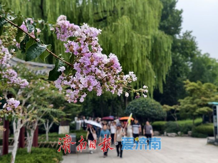 一年四季 泉在济南丨垂柳映繁花，紫薇装点大明湖盛夏时光