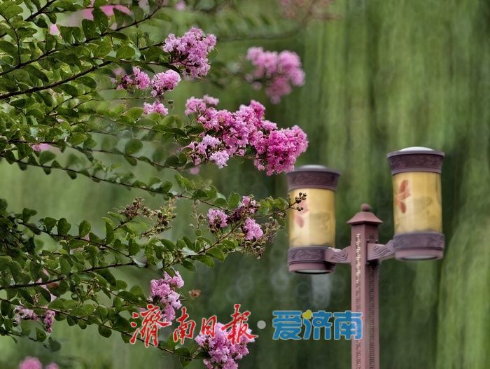 一年四季 泉在济南丨垂柳映繁花，紫薇装点大明湖盛夏时光