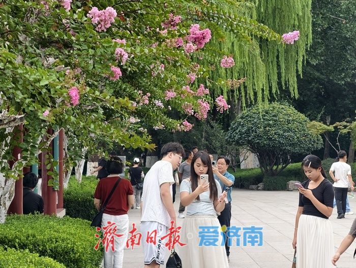 一年四季 泉在济南丨垂柳映繁花，紫薇装点大明湖盛夏时光