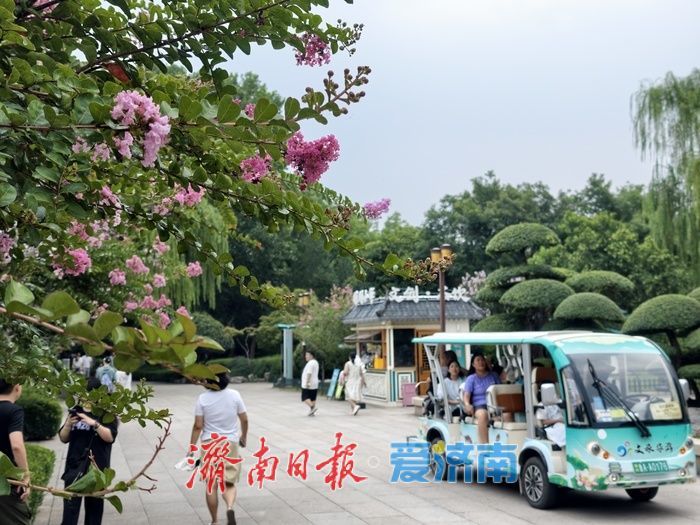一年四季 泉在济南丨垂柳映繁花，紫薇装点大明湖盛夏时光