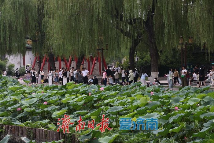 一年四季 泉在济南｜荷风送香！大明湖荷花盛放引游人打卡