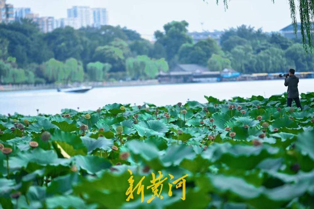 一键入秋！大明湖藕香榭荷塘，繁花落尽莲蓬立