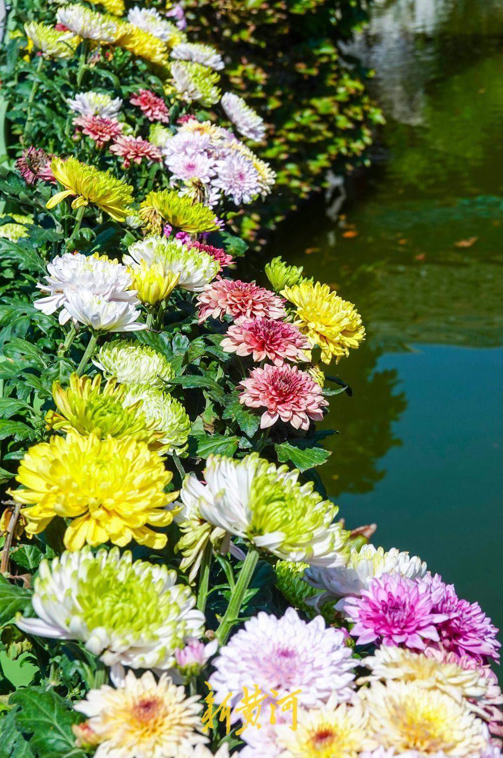 济南大明湖月下亭金秋菊花展启幕