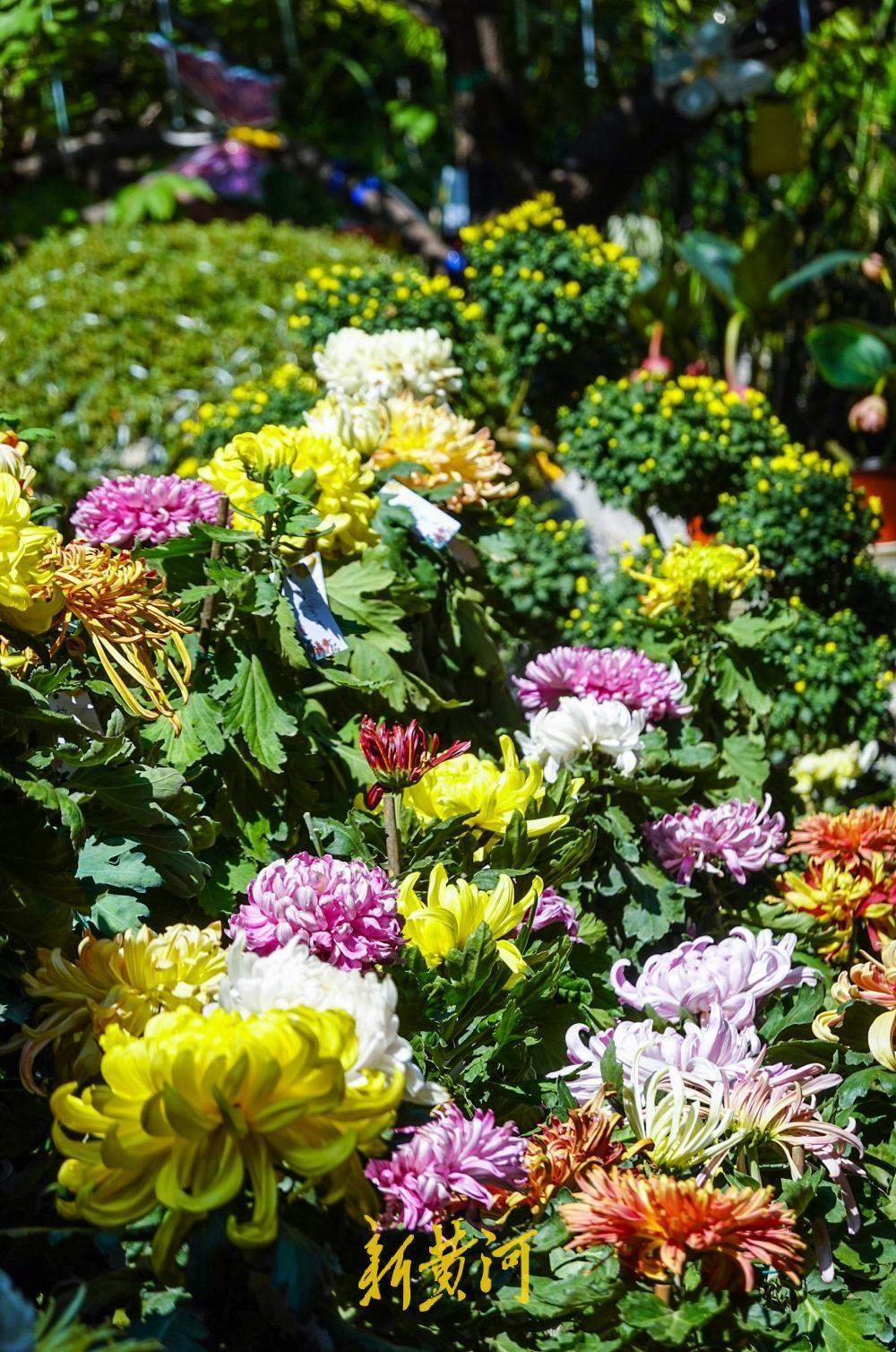 济南大明湖月下亭金秋菊花展启幕