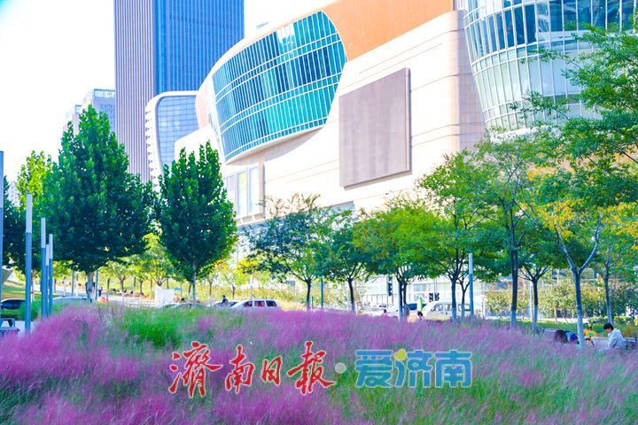 一年四季 泉在济南丨泉城人才公园粉黛乱子草绽放如烟粉雾