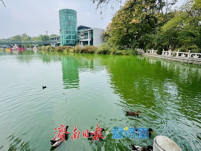 湖映秋色 水鸟翩跹 泉城公园秋日如画