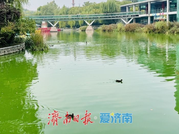 湖映秋色 水鸟翩跹 泉城公园秋日如画
