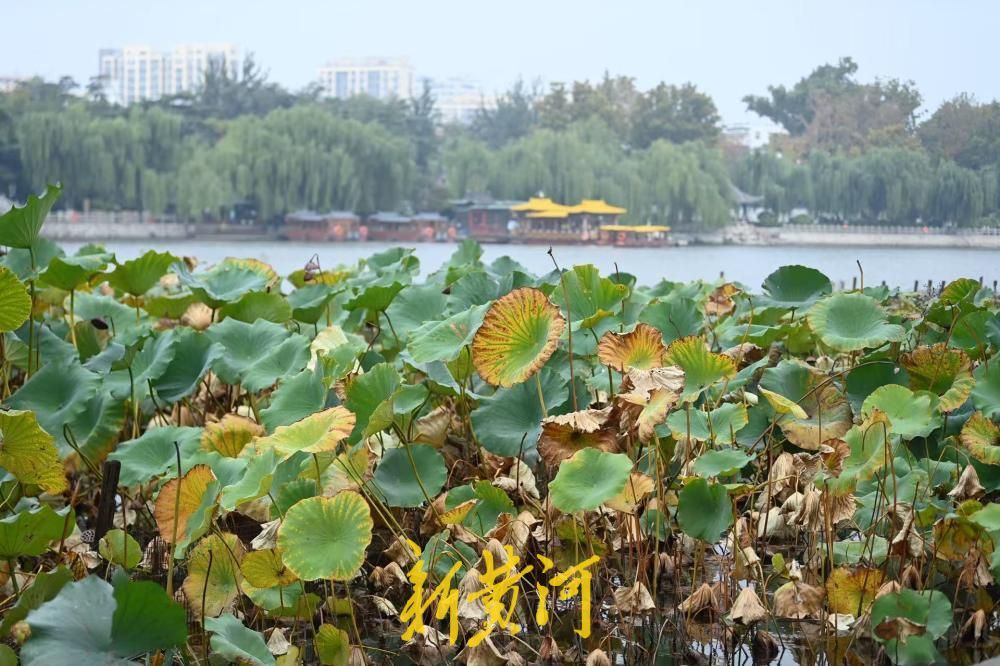 济南大明湖枯荷上线，泉城秋韵正浓