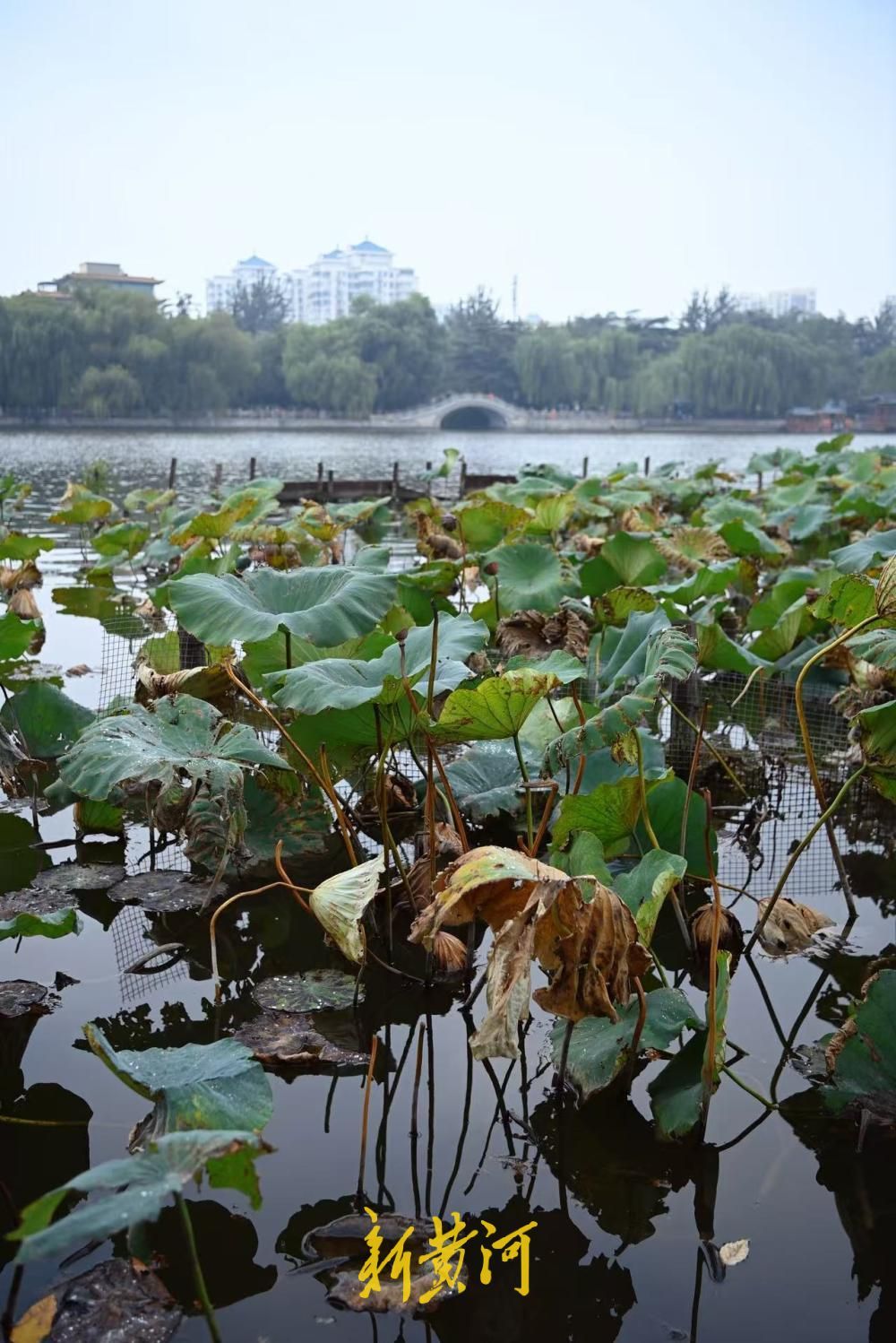 济南大明湖枯荷上线，泉城秋韵正浓