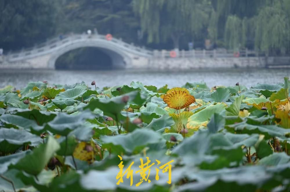 济南大明湖枯荷上线，泉城秋韵正浓