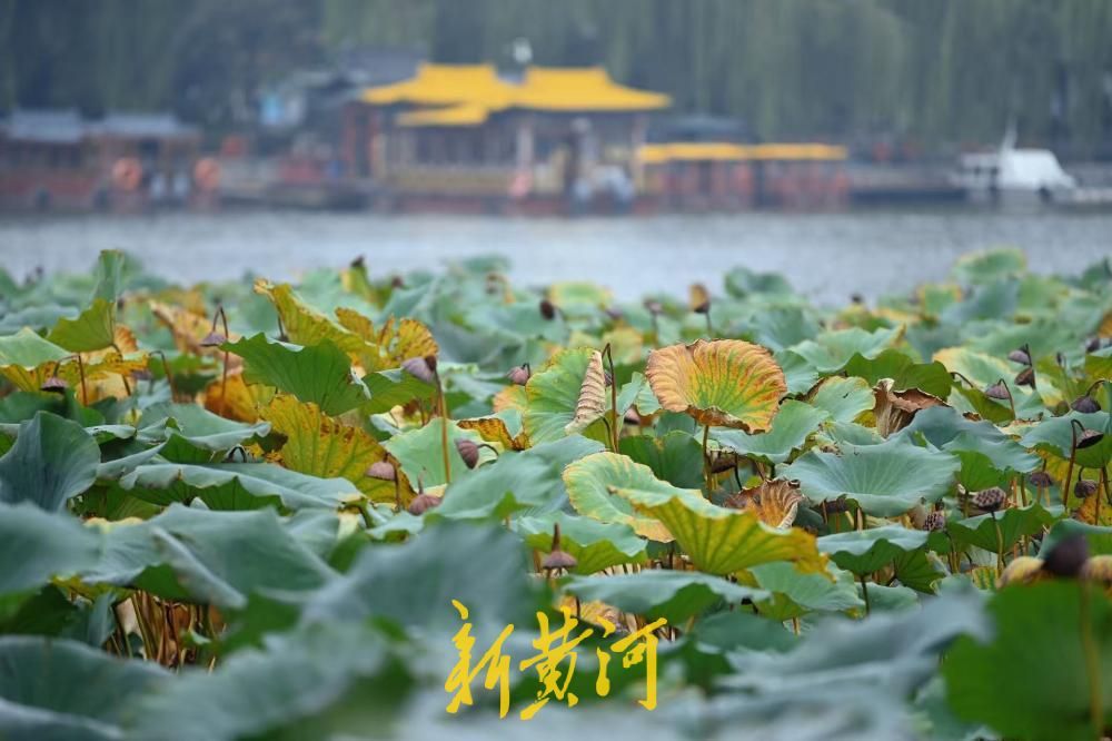 济南大明湖枯荷上线，泉城秋韵正浓