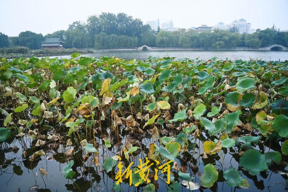 济南大明湖枯荷上线，泉城秋韵正浓