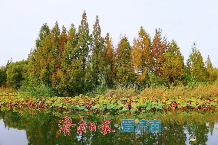 一年四季 泉在济南丨层林尽染秋意浓 市民游园赏景乐享时光